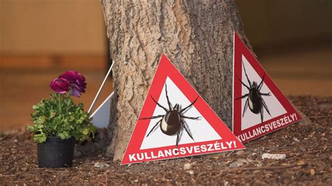 kullancs elleni védekezés illusztráció