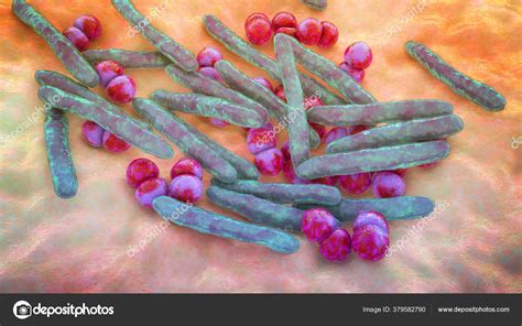 mikroszkópos kép Streptococcus baktériumról