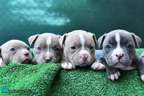Pitbull kölyök és felnőtt kutya súlyának összehasonlítása