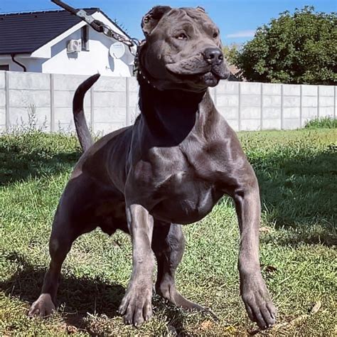 Különböző testalkatú pitbullok
