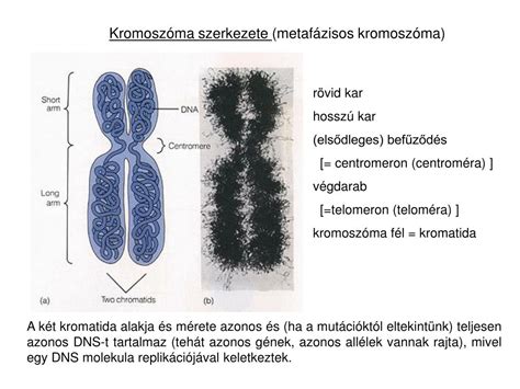 A kromoszóma szerkezete és számbeli rendellenességei