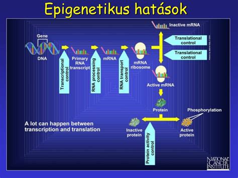 Epigenetikus hatások a magzati fejlődésben