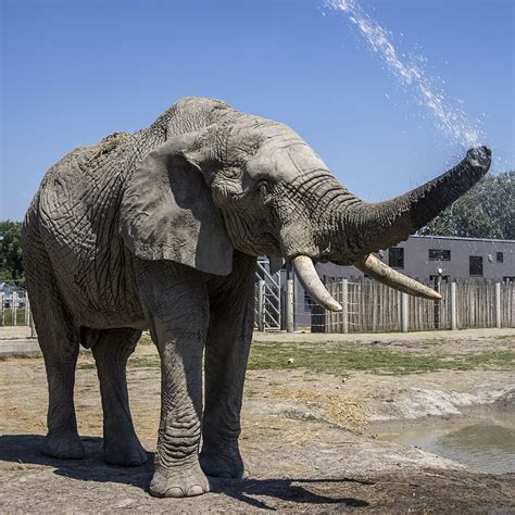 Afrikai elefánt és ázsiai elefánt méretkülönbsége