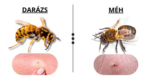 Méh hegesedése császármetszés után