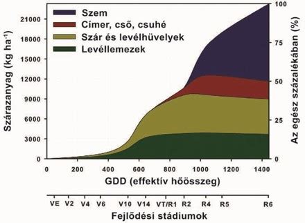 Magzati szívverés fejlődési szakaszai