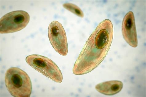 Toxoplasma gondii mikroszkópos képe