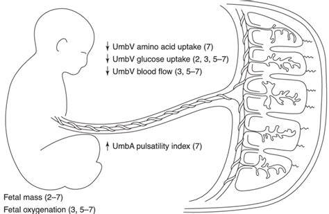 Magzati növekedés-visszamaradás (IUGR) diagram