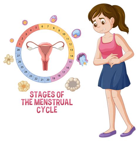 A női reproduktív rendszer sematikus ábrája a menstruációs ciklus fázisaival