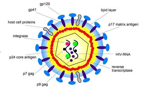 A HIV vírus szerkezete