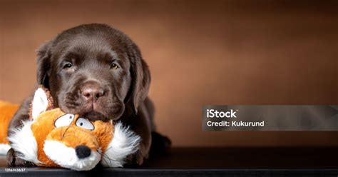 Labrador retriever játszik egy kislánnyal