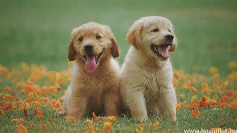 Golden Retriever egy családdal a parkban