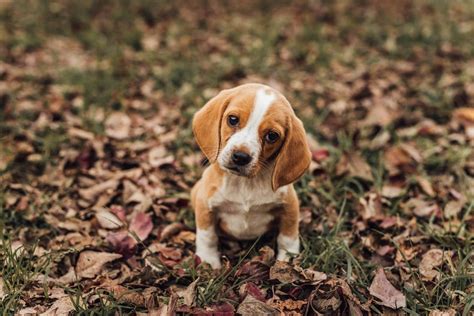 Beagle kutyus gyerekekkel