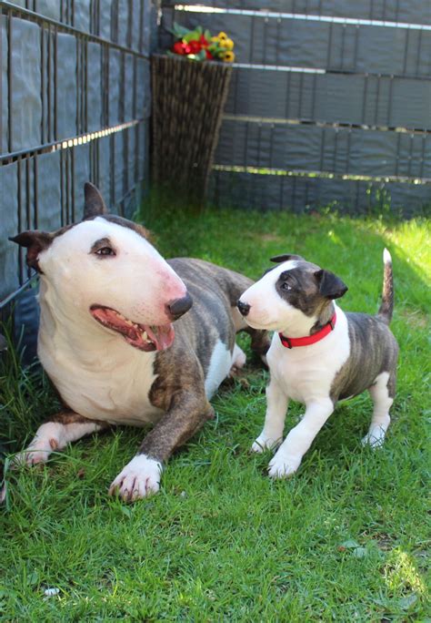Bullterrier játszik a családdal