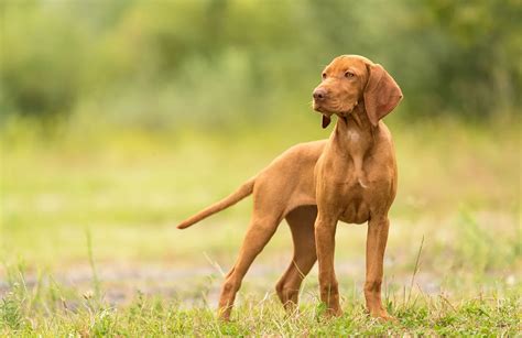 Magyar vizsla gyermekkel a mezőn