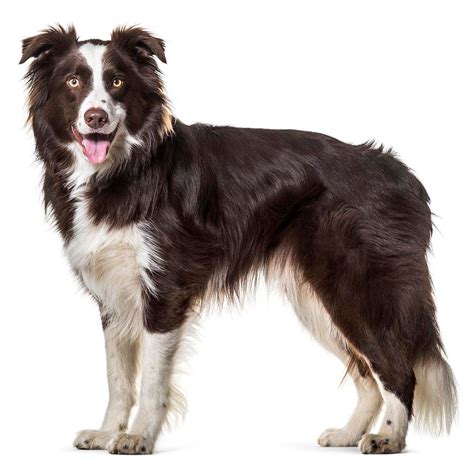 Border Collie játszik a gyermekekkel