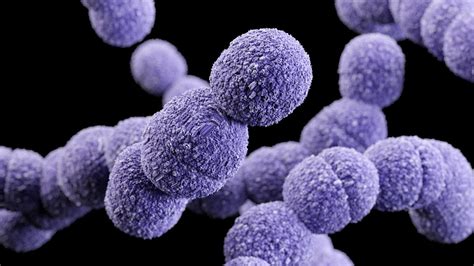 A Streptococcus B hordozásának statisztikái