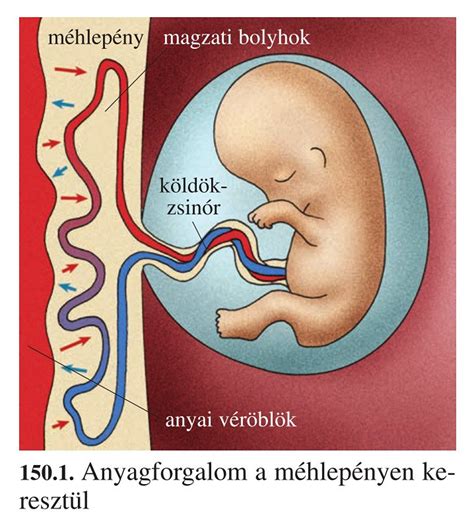 Anyai és magzati szövődmények terhességi cukorbetegség esetén