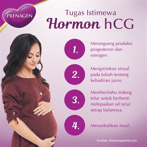 Infografika a hCG hormon jelentőségéről és méréséről
