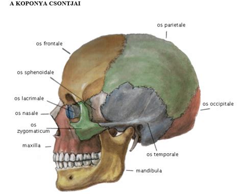 A magzati koponya különböző formái