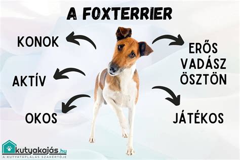 Infografika a kutya súlykontroll fontosságáról