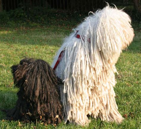 Komondor és Puli összehasonlítása