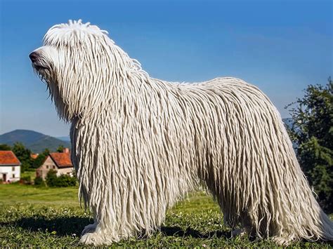 A komondor szőrzetének textúrája