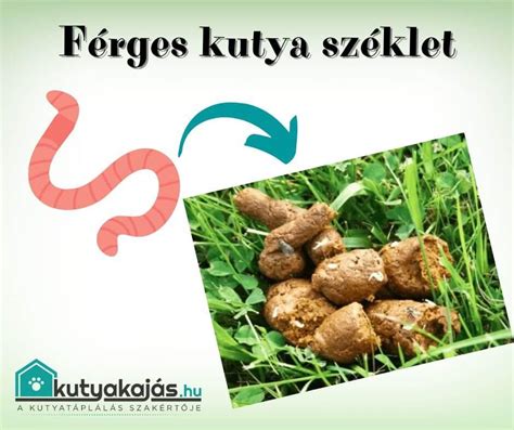 A széklet színeinek magyarázata