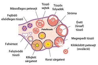 A peteérés folyamatát és a női ciklus szakaszait ábrázoló infografika.