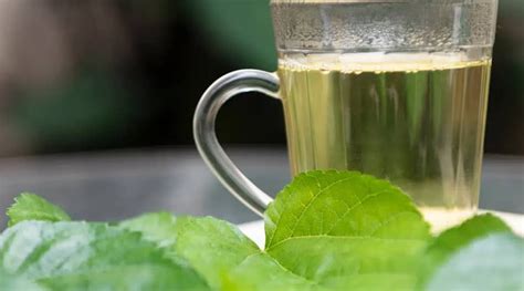 Erdei málnalevél tea a terhesség alatt
