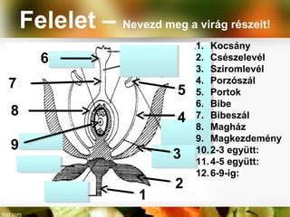 A magkezdemény felépítése