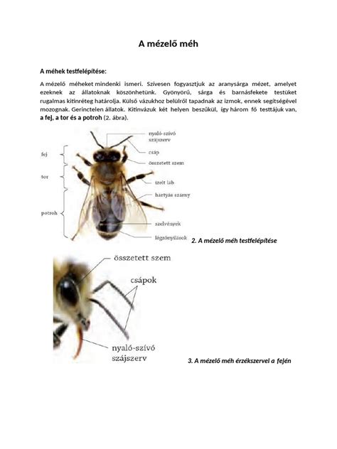 A méh felkészülése a szülésre