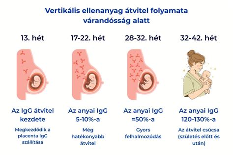 A szamárköhögés terjedésének folyamata