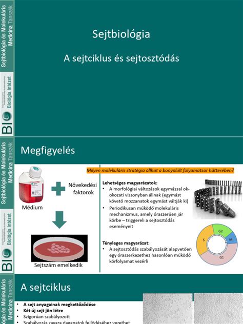 megtermékenyítési folyamat és sejtosztódás sematikus ábrázolása