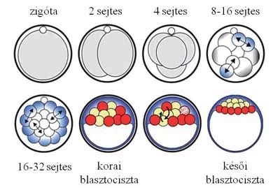 Diagram: A petesejt megtermékenyítése és a zigóta