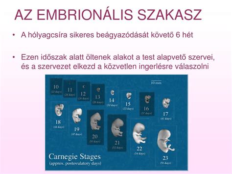 Az agyi fejlődés szakaszai a magzatban