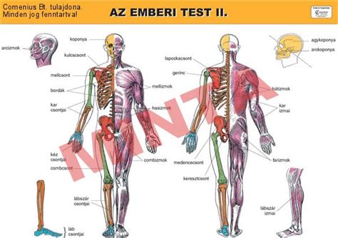 Az emberi test vitamin- és ásványianyag-szükségletét bemutató infografika