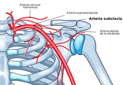 Aberráns jobb a. subclavia CT-angiográfiás képe 3 hónapos csecsemőben