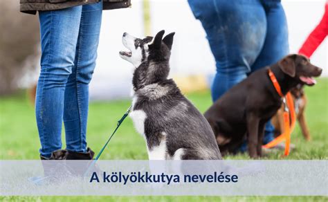 kölyökkutya szocializációja