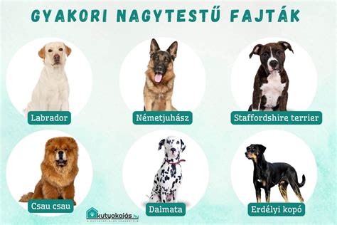 különböző kutyafajták és igényeik