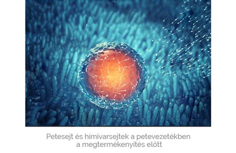 A petesejt megtermékenyülése és a zigóta fejlődése