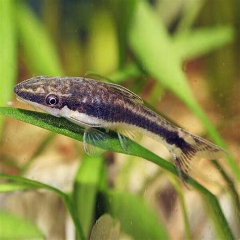 Törpe szívóharcsa (Otocinclus affinis) akváriumban