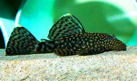 Ancistrus algaevő harcsa