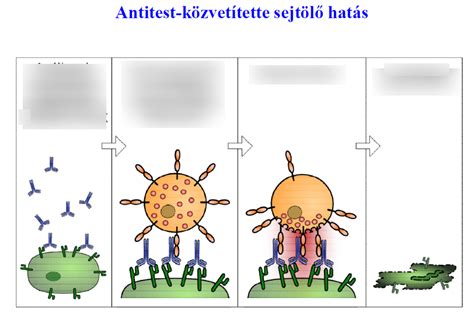 Immunrendszer és antitestek
