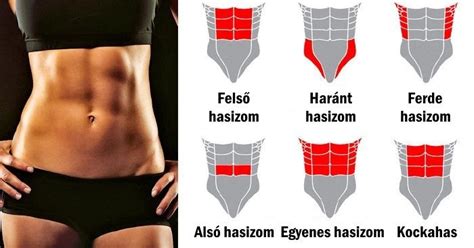 Az egyenes hasizom anatómiai elhelyezkedése és a szétnyílás folyamata