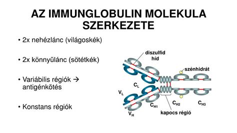 A bilirubin molekula szerkezete