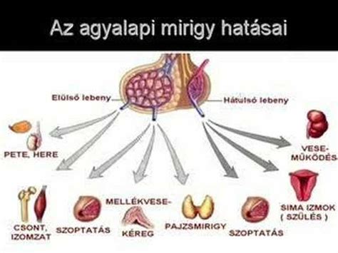 A hipotalamusz-agyalapi mirigy-here tengely (HPTA) sematikus ábrája
