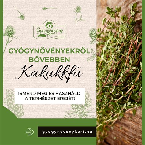 illusztráció gyógynövényekről