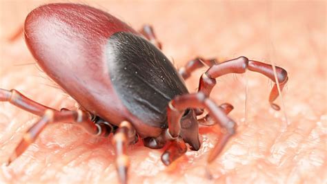 A kullancs-encephalitis előfordulási területei Európában