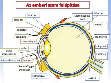 A szem anatómiája és a látás mechanizmusa
