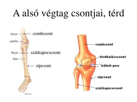 A csípőízület anatómiai felépítése